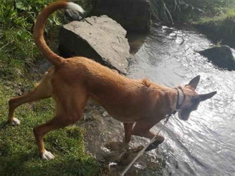 Foxy (D) liebt ganz besonders Männer