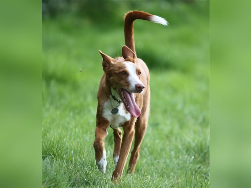Foxy (D) liebt ganz besonders Männer