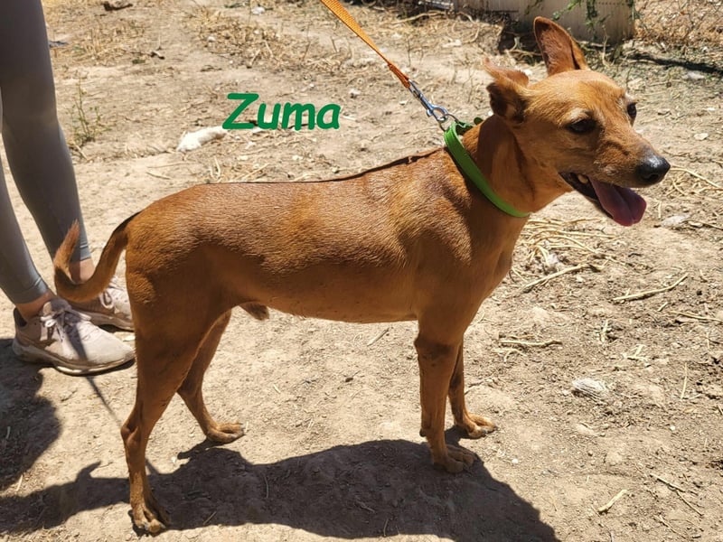 Kleiner Zuma 02/2017 (ESP) - fröhlicher, verschmuster und sozialer Mini-Podenco!