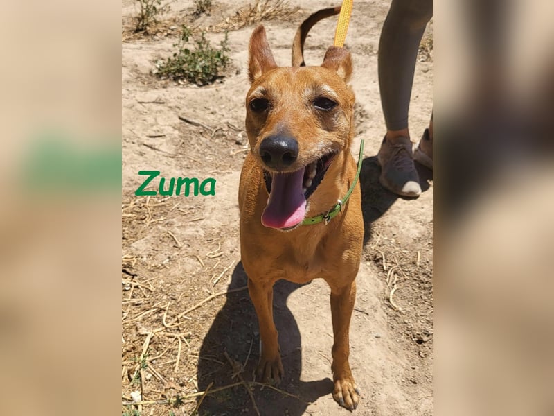 Kleiner Zuma 02/2017 (ESP) - fröhlicher, verschmuster und sozialer Mini-Podenco!