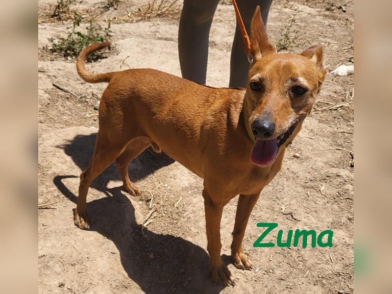 Kleiner Zuma 02/2017 (ESP) - fröhlicher, verschmuster und sozialer Mini-Podenco!