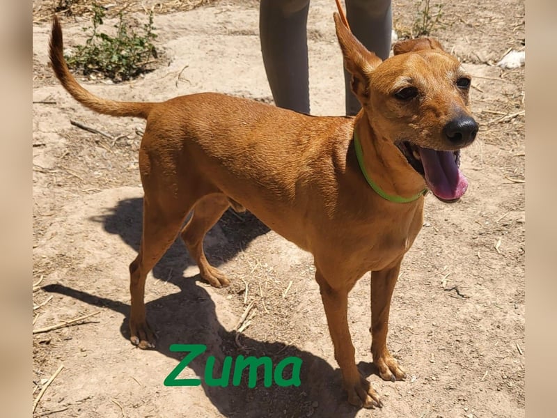 Kleiner Zuma 02/2017 (ESP) - fröhlicher, verschmuster und sozialer Mini-Podenco!