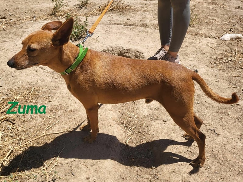 Kleiner Zuma 02/2017 (ESP) - fröhlicher, verschmuster und sozialer Mini-Podenco!