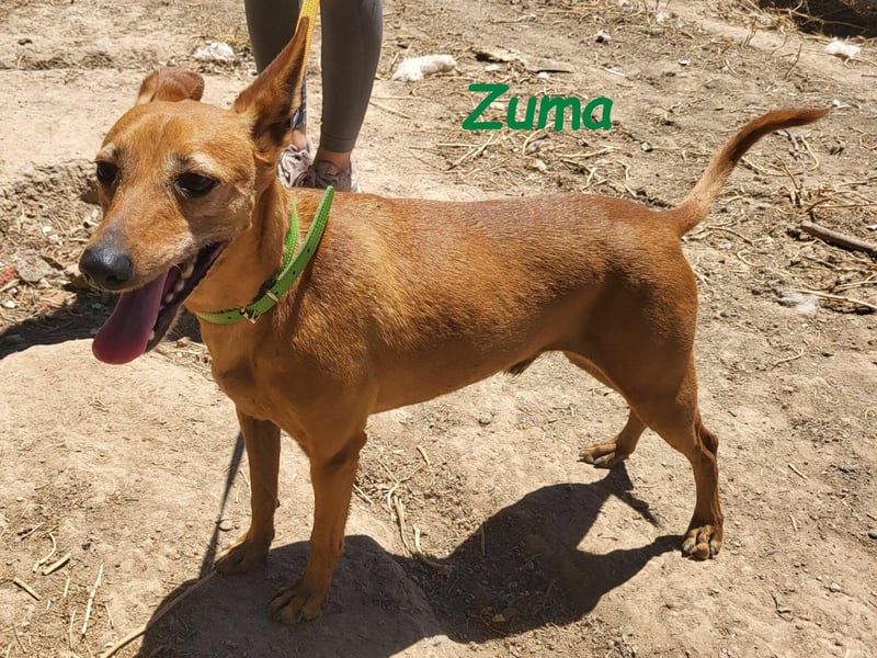 Kleiner Zuma 02/2017 (ESP) - fröhlicher, verschmuster und sozialer Mini-Podenco!