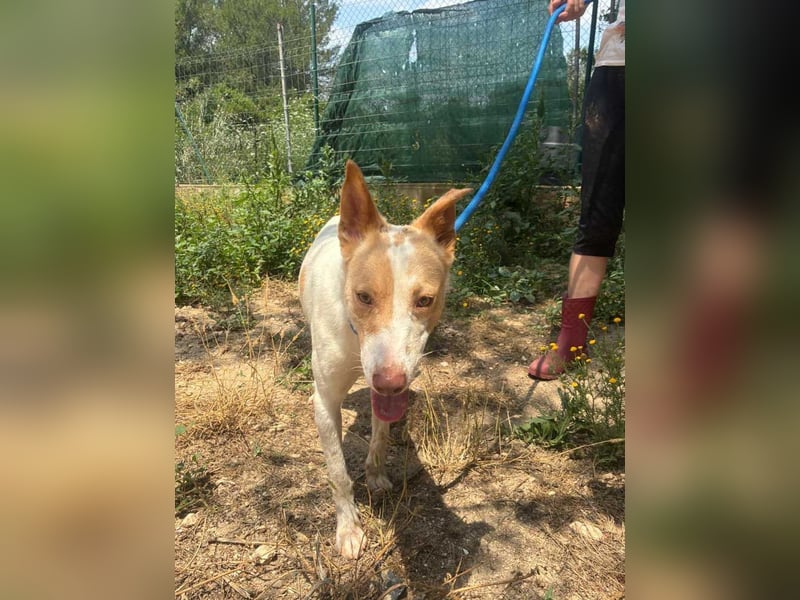 Fröhlichere WILLY mit einem Herzen aus Gold-freundlich zu Hund und MEnsch, läuft gut an der Leine