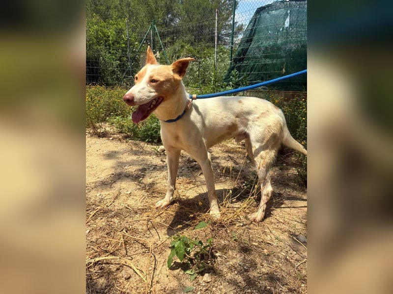 Fröhlichere WILLY mit einem Herzen aus Gold-freundlich zu Hund und MEnsch, läuft gut an der Leine