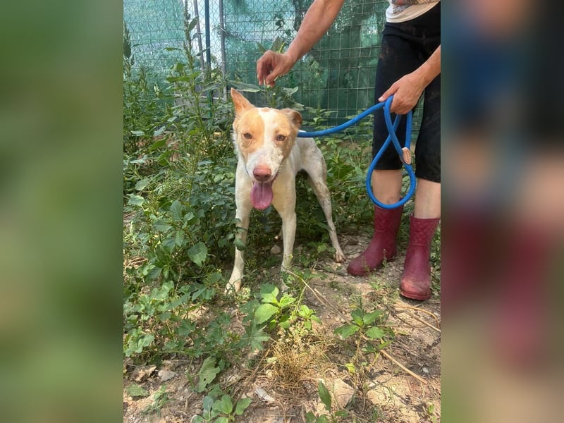 Fröhlichere WILLY mit einem Herzen aus Gold-freundlich zu Hund und MEnsch, läuft gut an der Leine