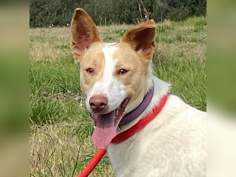 Fröhlichere WILLY mit einem Herzen aus Gold-freundlich zu Hund und MEnsch, läuft gut an der Leine