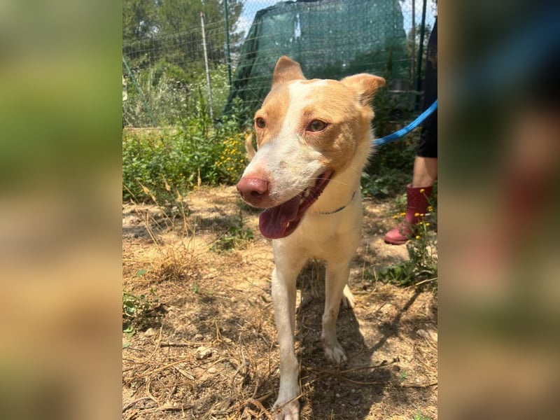 Fröhlichere WILLY mit einem Herzen aus Gold-freundlich zu Hund und MEnsch, läuft gut an der Leine