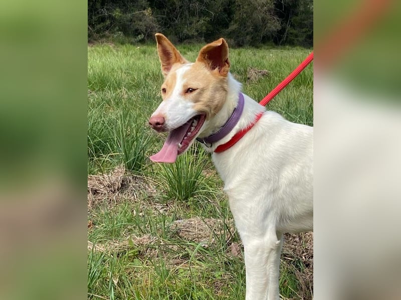 Fröhlichere WILLY mit einem Herzen aus Gold-freundlich zu Hund und MEnsch, läuft gut an der Leine