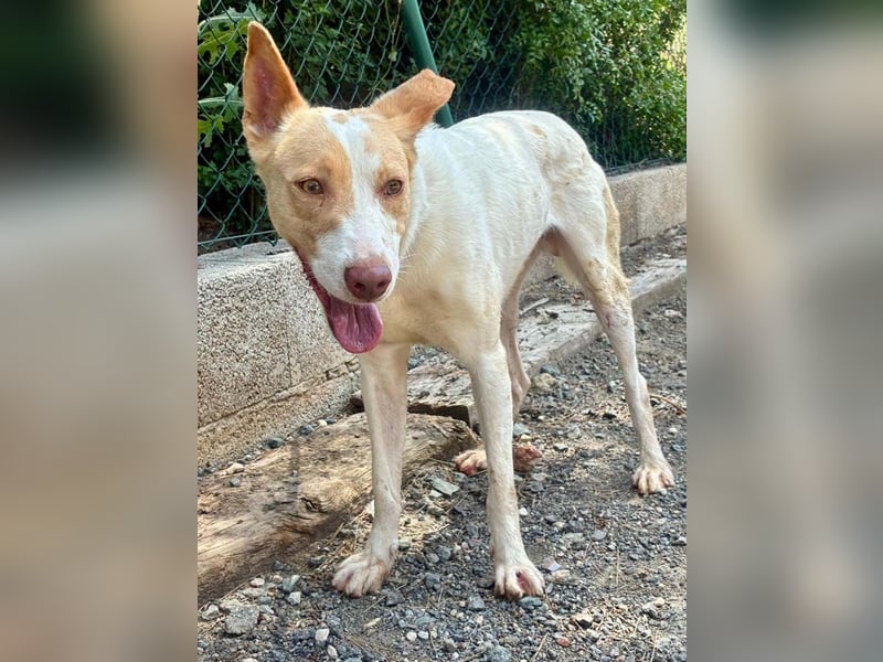 Fröhlichere WILLY mit einem Herzen aus Gold-freundlich zu Hund und MEnsch, läuft gut an der Leine