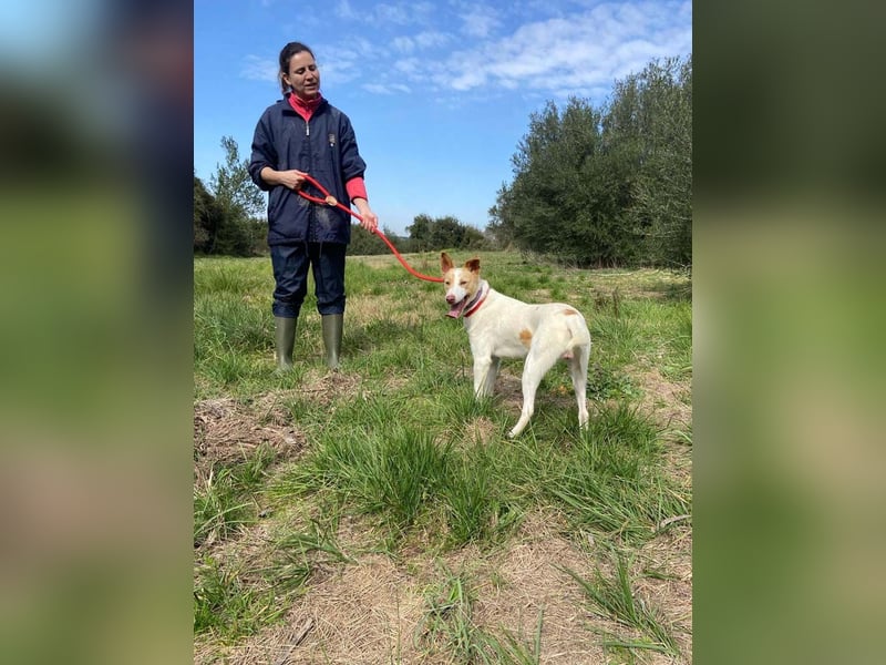 Fröhlichere WILLY mit einem Herzen aus Gold-freundlich zu Hund und MEnsch, läuft gut an der Leine