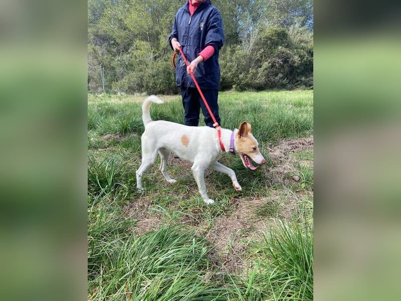 Fröhlichere WILLY mit einem Herzen aus Gold-freundlich zu Hund und MEnsch, läuft gut an der Leine
