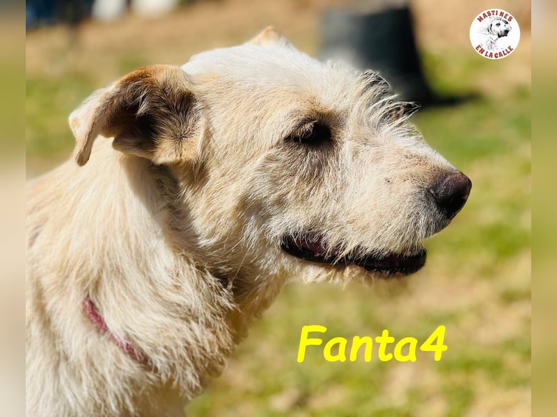 Fanta4 07/2022 (ESP) - verträglicher und menschenbezogener Podenco-Mix!