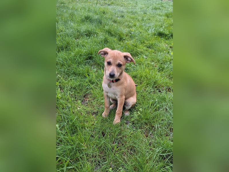 Hunde Welpe such ein zu Hause