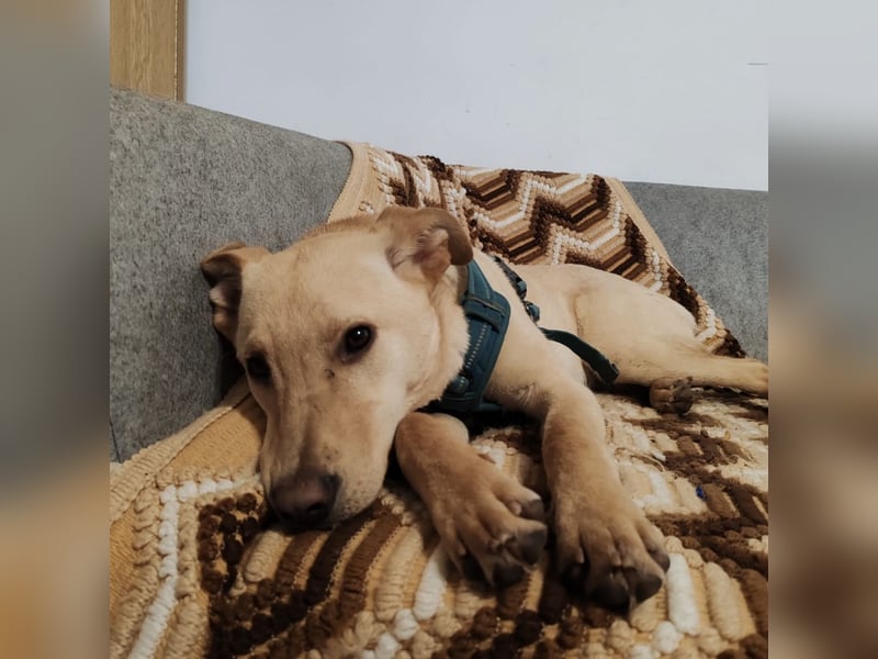 Lenny ein Engel auf Erden