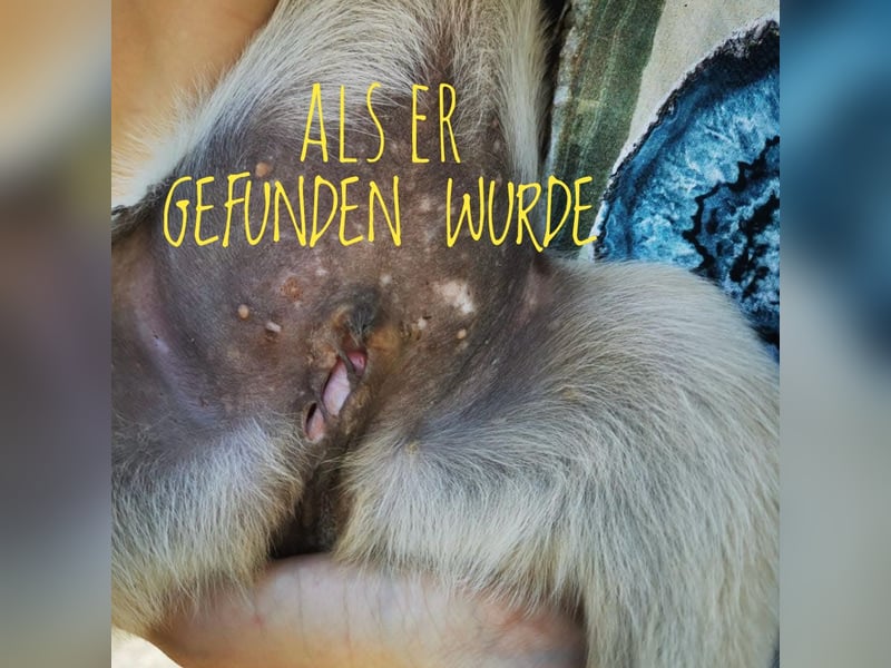 Lenny ein Engel auf Erden
