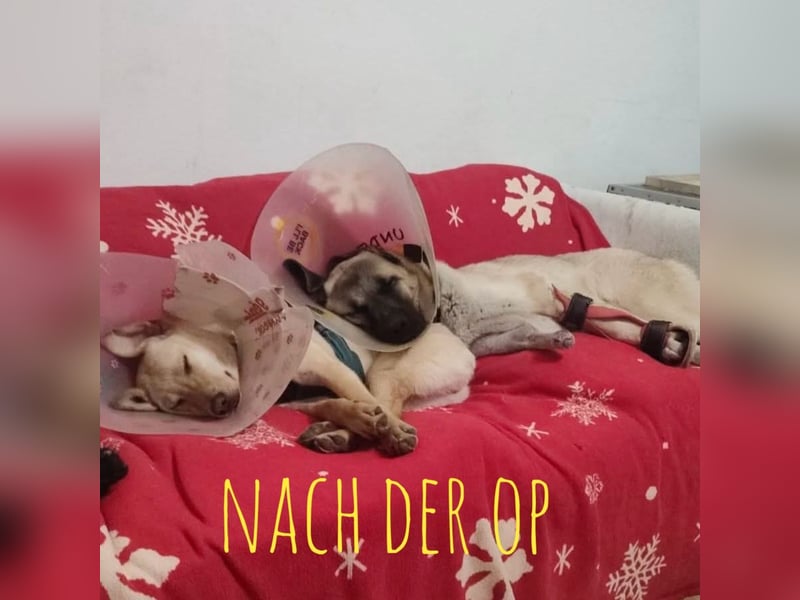 Lenny ein Engel auf Erden
