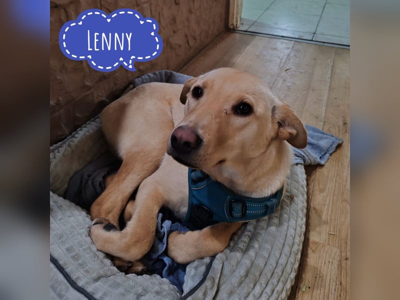 Lenny ein Engel auf Erden
