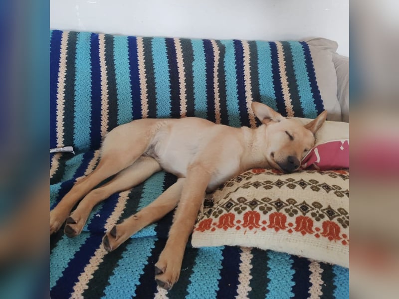 Lenny ein Engel auf Erden