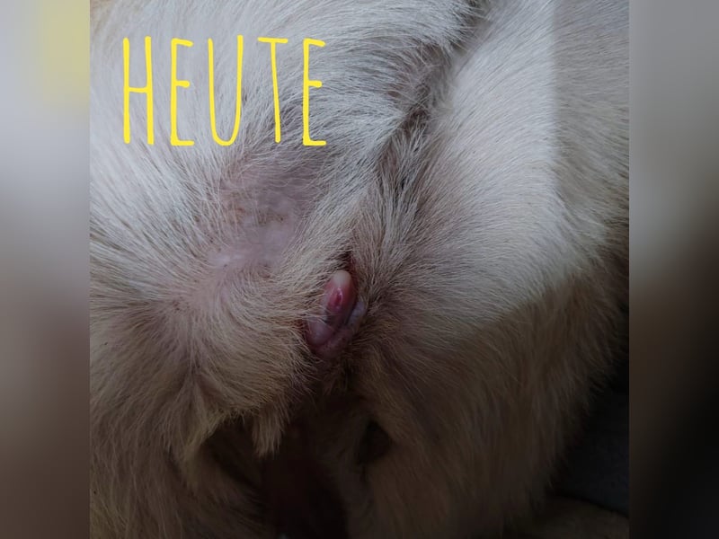 Lenny ein Engel auf Erden
