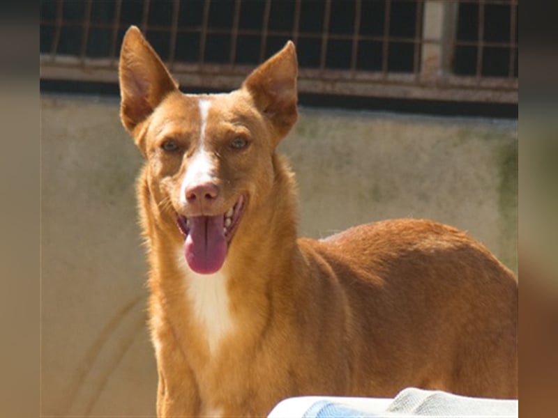 Aiko V39 ist der Herzenshund aller