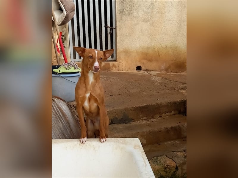 Aiko V39 ist der Herzenshund aller