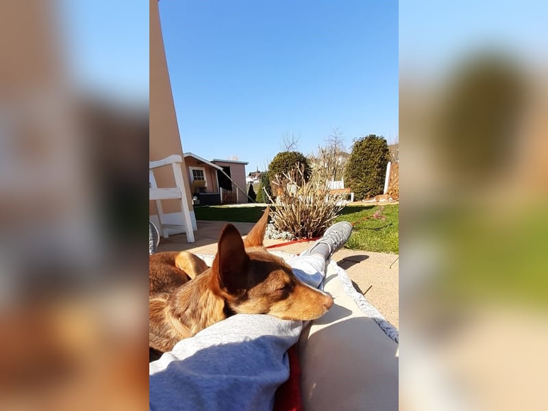 Zimt hat einen zarten, liebevollen Charakter