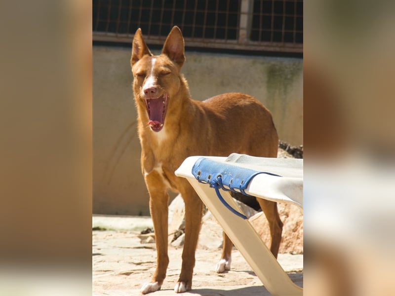 Aiko V39 ist der Herzenshund aller