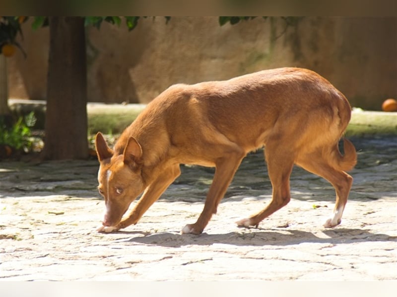 Aiko V39 ist der Herzenshund aller