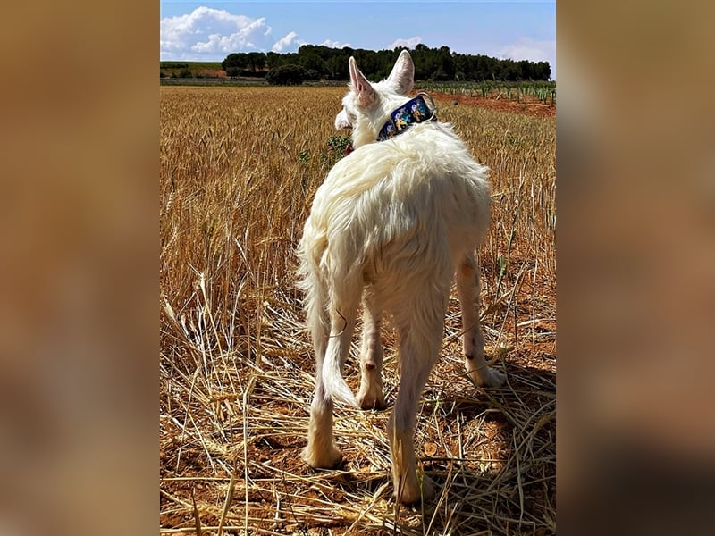 Cotton – ein strahlend weißer Zottel