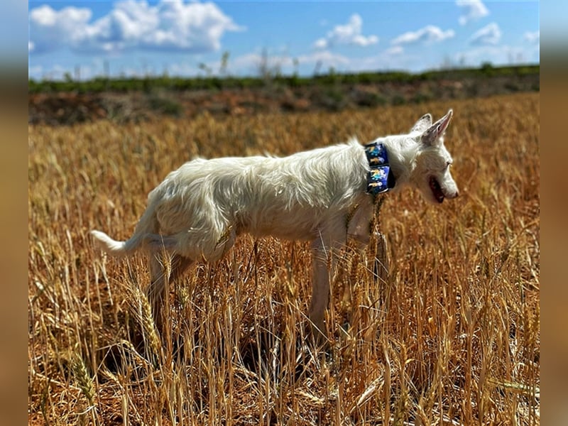 Cotton – ein strahlend weißer Zottel