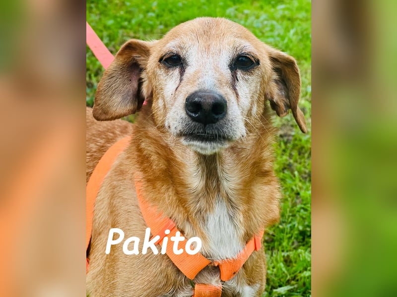 Pakito 08/2017 (ESP) - verschmuster, ruhiger Goldschatz sehnt sich nach Liebe!