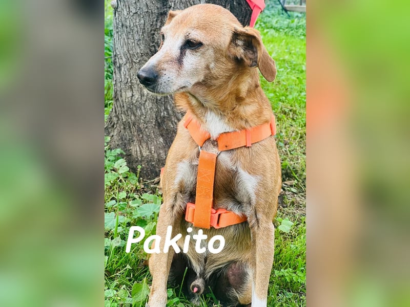 Pakito 08/2017 (ESP) - verschmuster, ruhiger Goldschatz sehnt sich nach Liebe!
