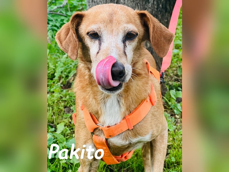 Pakito 08/2017 (ESP) - verschmuster, ruhiger Goldschatz sehnt sich nach Liebe!
