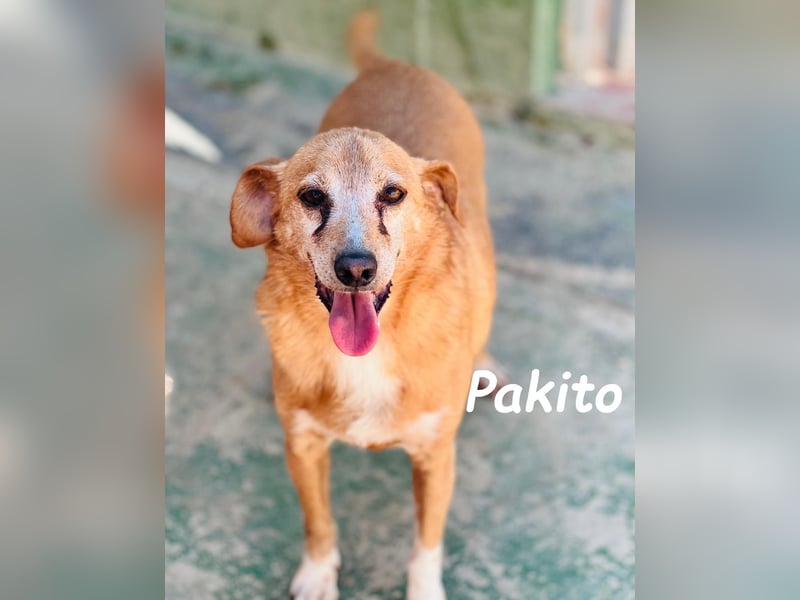 Pakito 08/2017 (ESP) - verschmuster, ruhiger Goldschatz sehnt sich nach Liebe!
