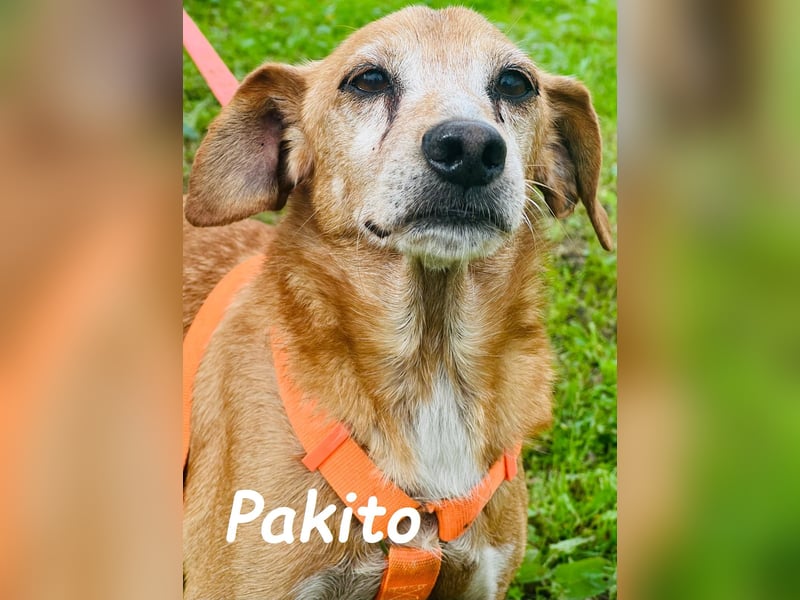 Pakito 08/2017 (ESP) - verschmuster, ruhiger Goldschatz sehnt sich nach Liebe!