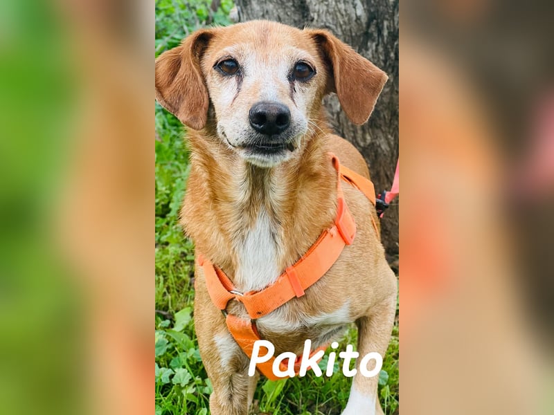 Pakito 08/2017 (ESP) - verschmuster, ruhiger Goldschatz sehnt sich nach Liebe!