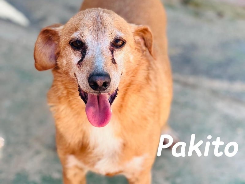Pakito 08/2017 (ESP) - verschmuster, ruhiger Goldschatz sehnt sich nach Liebe!