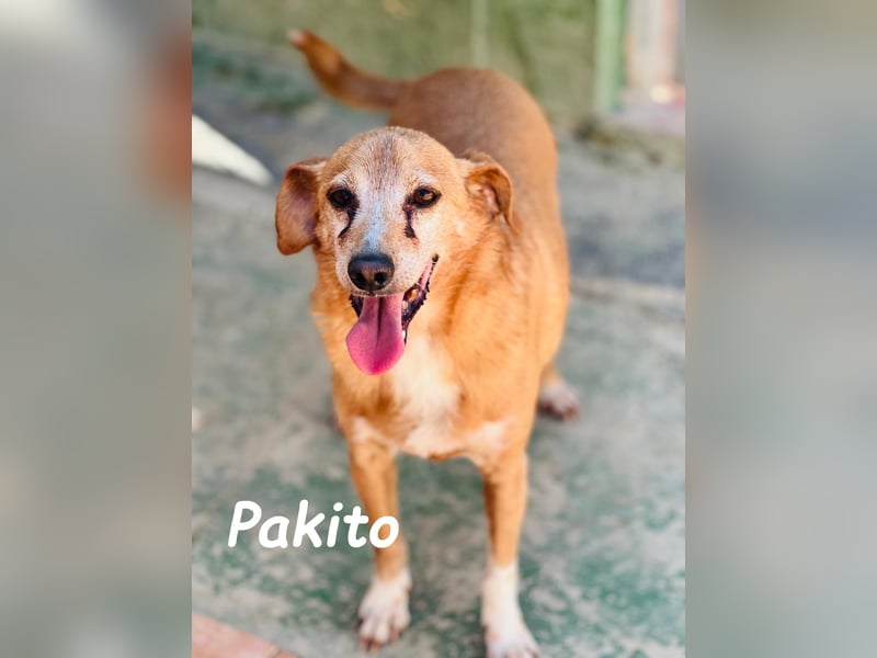Pakito 08/2017 (ESP) - verschmuster, ruhiger Goldschatz sehnt sich nach Liebe!