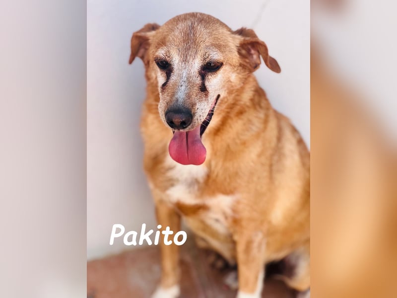Pakito 08/2017 (ESP) - verschmuster, ruhiger Goldschatz sehnt sich nach Liebe!