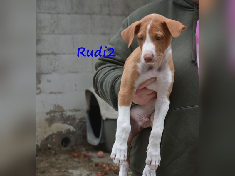 Rudi2 geb. 03/2025 (ESP) - sportlicher Podenco Ibicenco Welpe!