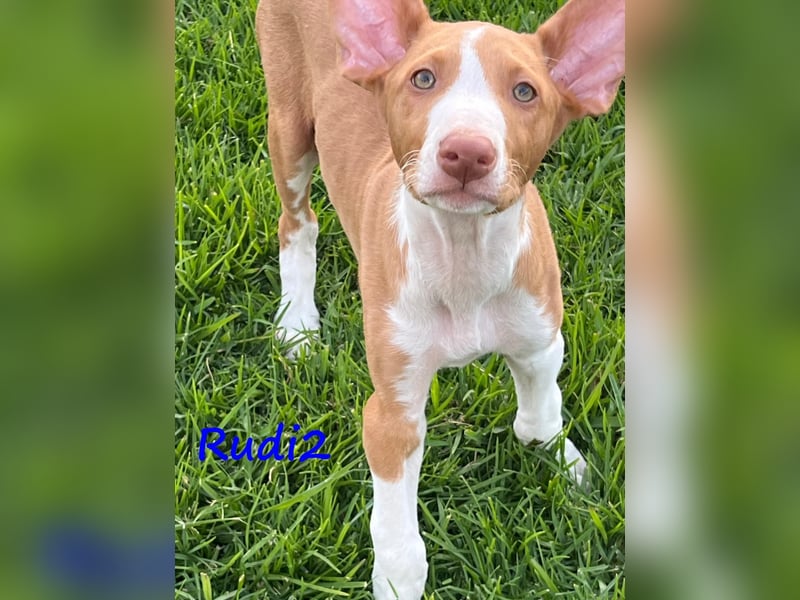 Rudi2 geb. 03/2025 (ESP) - sportlicher Podenco Ibicenco Welpe!