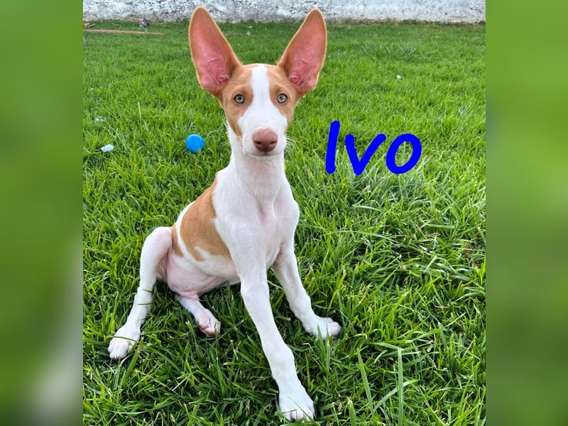 Ivo geb. 03/2025 (ESP) - verspielter Podenco Ibicenco Welpe!