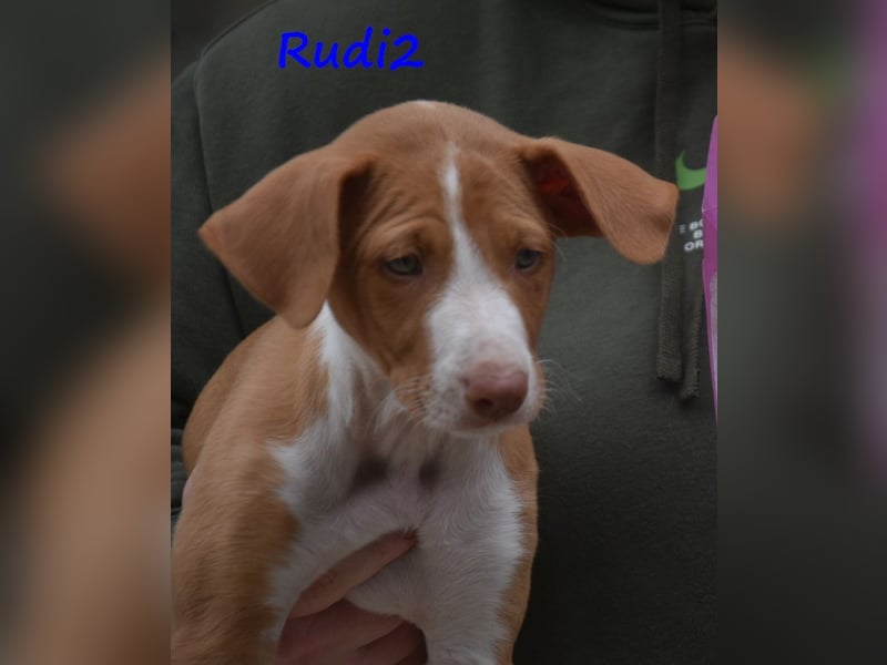 Rudi2 geb. 03/2025 (ESP) - sportlicher Podenco Ibicenco Welpe!
