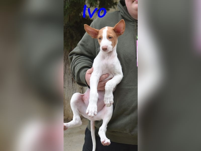 Ivo geb. 03/2025 (ESP) - verspielter Podenco Ibicenco Welpe!