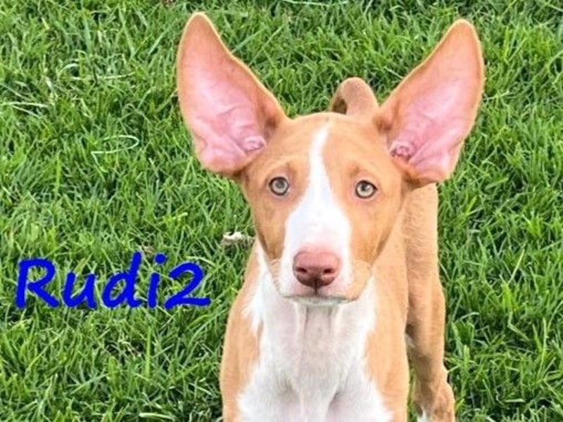Rudi2 geb. 03/2025 (ESP) - sportlicher Podenco Ibicenco Welpe!