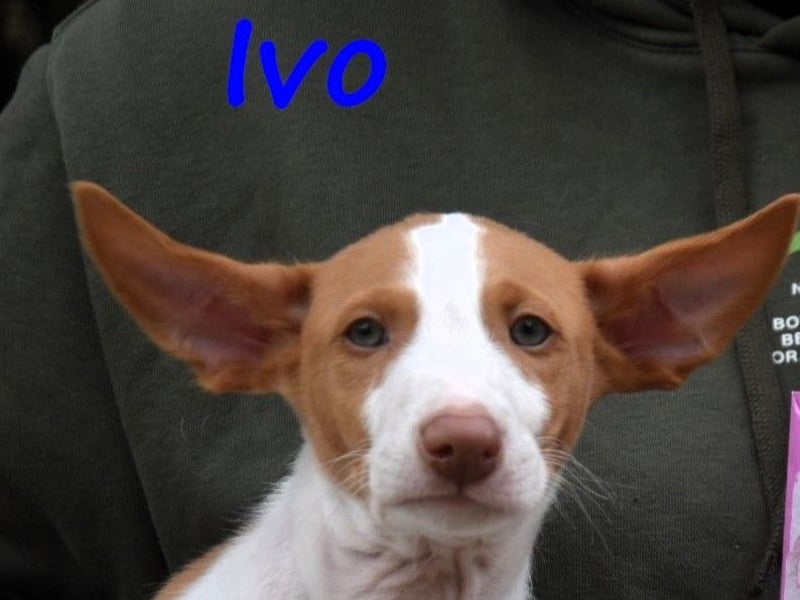 Ivo geb. 03/2025 (ESP) - verspielter Podenco Ibicenco Welpe!