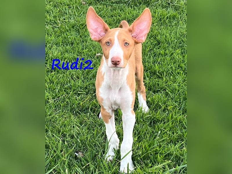 Rudi2 geb. 03/2025 (ESP) - sportlicher Podenco Ibicenco Welpe!