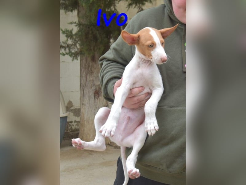 Ivo geb. 03/2025 (ESP) - verspielter Podenco Ibicenco Welpe!